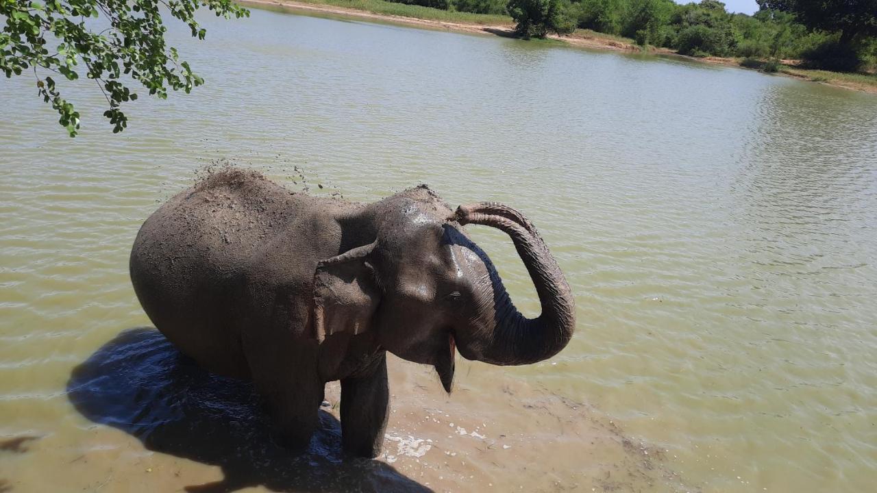 Wild Lake Side Udawalawe Exteriér fotografie